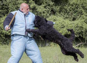 Chien de travail